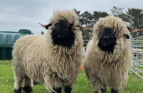 Glampods Glamping Pod - meet Highland Cows and Sheep Elgin - Foto 2