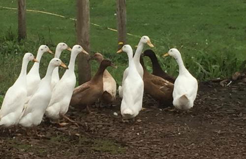 Willow Court Farm Studio South & Petting Farm, 8 mins from Legoland & Windsor, 15 mins from Lapland UK - Foto 84