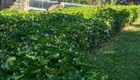 El Rincón del Cúa - Foto 5