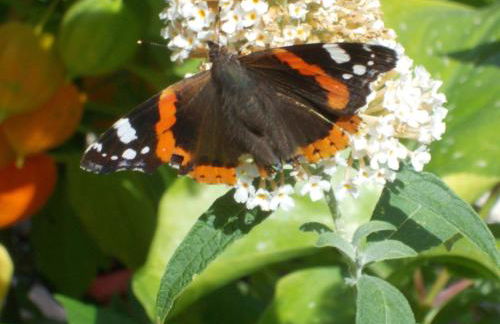 Ferienhof Zollfrank - Foto 55