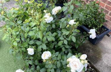 Garden flat in London - Foto 16