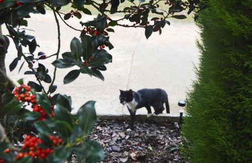 Casa Rural Los Olivos - Foto 9