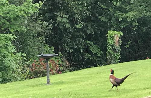 Hollybush Lodges - Foto 15