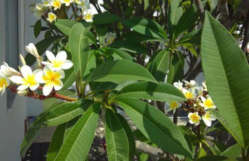 Villa Frangipani with large private pool, Rhodes - Photo 10