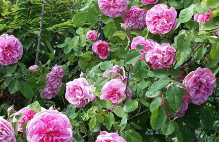 Ferienhof Mrowka - Photo 11