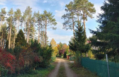 Domek w Borach Tucholskich - Wycinki - Foto 59