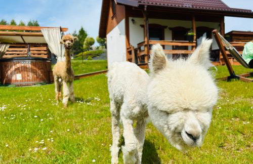Domki Eden z Ballią - Foto 9