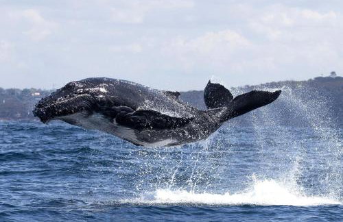 Paraíso da falésia em Cumuruxatiba com vista excepcional - Photo 31