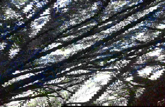 Night Sky Cottage - Foto 29