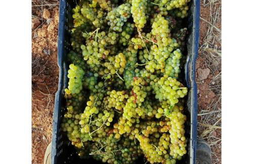 Maison de campagne dans un domaine viticole - Photo 21