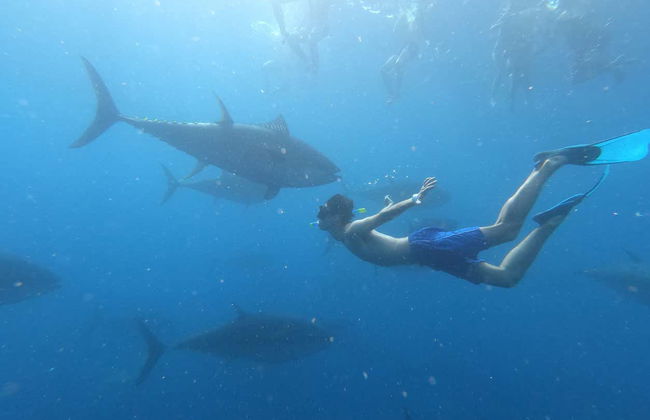 Nadar com atuns em L'Ametlla de Mar - Foto 2