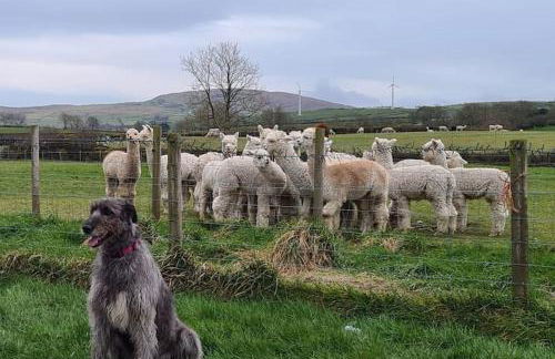 The Alpaca Farmhouse with hot tub and alpaca experience included - Foto 9