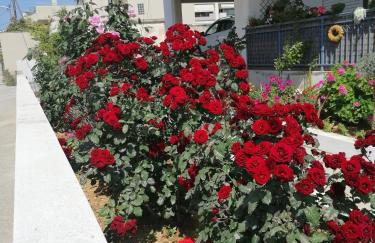 Elva Creta - Foto 41