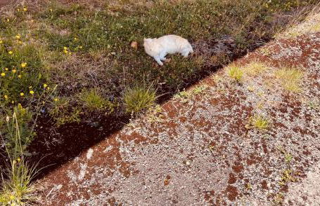 Métairie de Moutiques - Photo 8