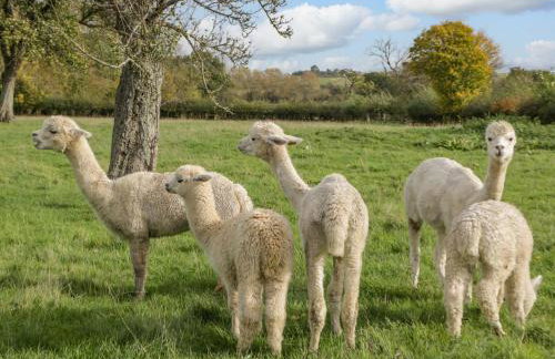 Phoenix House - Foto 49