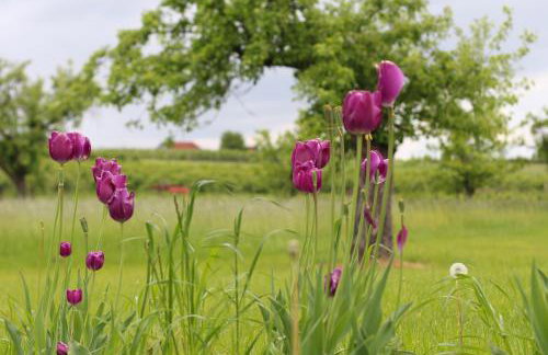 Apartamenty w sadzie - Foto 10