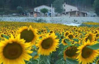 Il Casale Società Agricola Semplice di Barattini Pascucci Doriana e C - Foto 26
