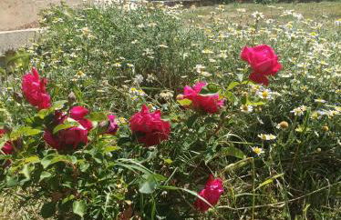 Apartamentos Rurales Rad Icarium - Photo 61