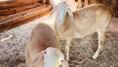 Agriturismo Chioi - Foto 4