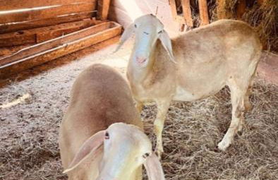 Agriturismo Chioi - Foto 4