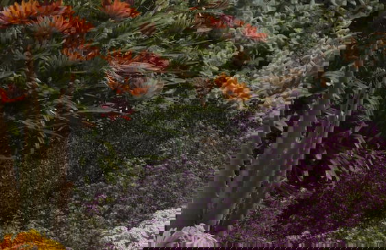 Maleme Mare Beach Resort Hotel - Foto 68