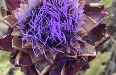 Agriturismo La Locandiera - Foto 51