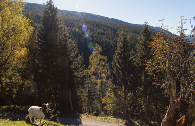 Bischofsmütze - Photo 33