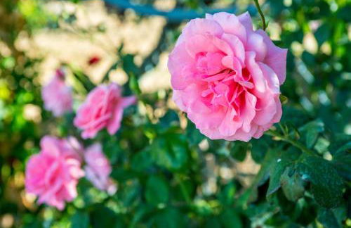 Quinta Montebelo - Foto 36