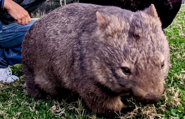 Southern Highlands Kangaroo & Wombat Tour - Foto 8