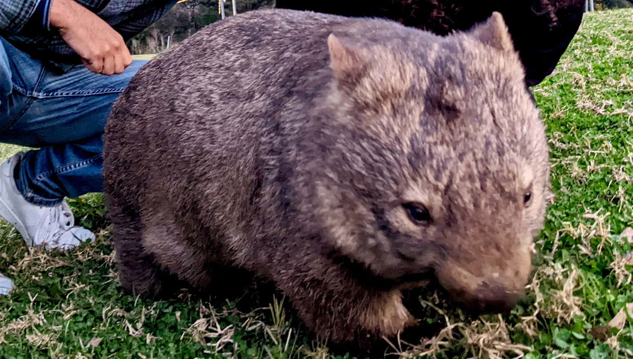 Avistamento de cangurus e vombates nas Southern Highlands + Fitzroy Falls