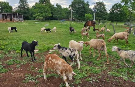 Golden Valley apartment & ranch - Foto 13