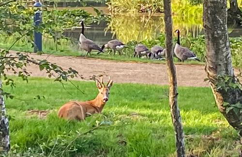 Deer Glade Lodge - Foto 21