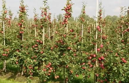 Ferienwohnung auf dem Bio Obsthof - Photo 12