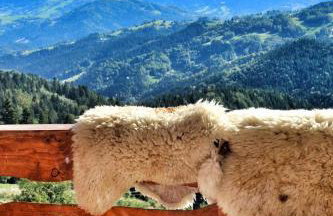 Domek u Johnnego - Foto 19