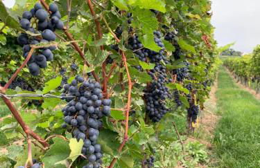 Alte Schule Wachenheim im Zellertal - Foto 19