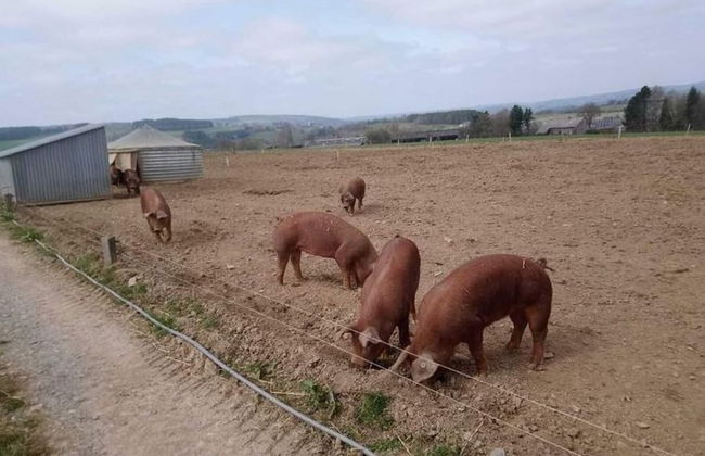 Holiday Home With Garden - Foto 40