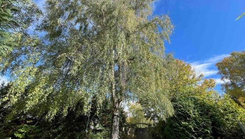 Edge view, outdoor adventure focused cottage, sleeps 8 - Foto 4, Garden