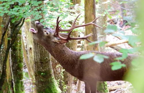 La Berrea Cabañaquinta - Foto 22