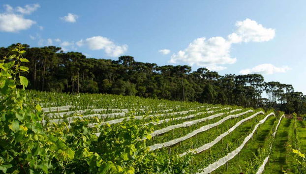 Excursão à Vinícola Araucária - Foto 4