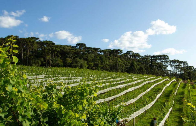 Visita alla cantina Vinícola Araucária - Foto 4