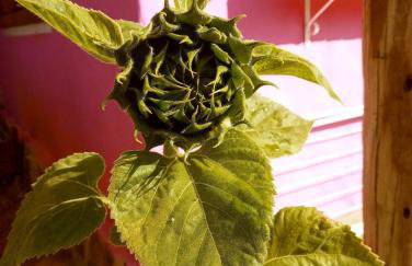 Villa Ágape - Chapada dos Veadeiros - Foto 66