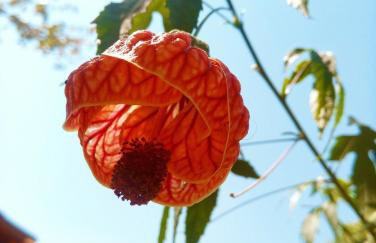 Villa Ágape - Chapada dos Veadeiros - Foto 26