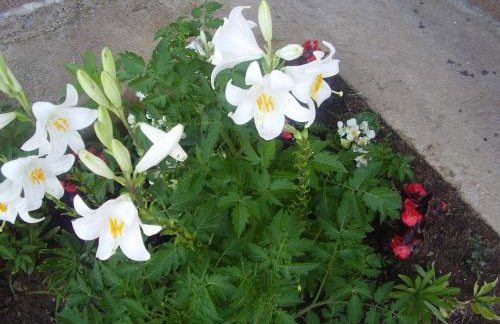 House Petra - Foto 44