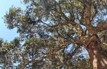 Quinta das Regueiras - Foto 12