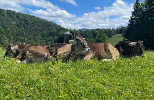 Angelas Ferienwohnungen Oberstaufen - Foto 47
