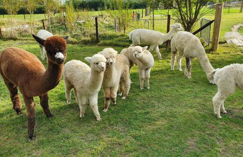 Double Decker Bus on an Alpaca Farm Sleeps 8 - Foto 8