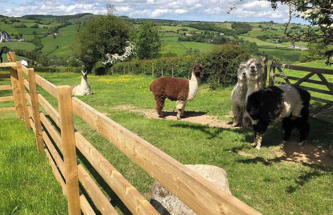 The Shepherds Hut at Hafoty Boeth - Foto 31