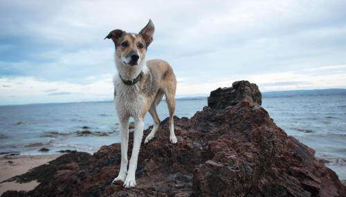 Dolphin View Hillockhead - Foto 5