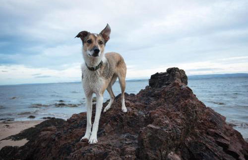 Dolphin View Hillockhead - Foto 5