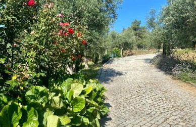 Quinta das flores - Foto 23